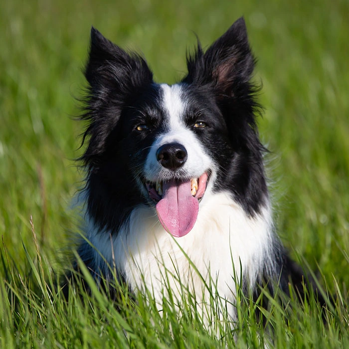 Dental Care…for Pets?